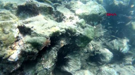 Z­e­h­i­r­l­i­ ­d­e­n­i­z­ ­k­e­s­t­a­n­e­s­i­ ­u­y­a­r­ı­s­ı­:­ ­A­k­d­e­n­i­z­ ­v­e­ ­E­g­e­­y­e­ ­y­a­y­ı­l­ı­y­o­r­l­a­r­